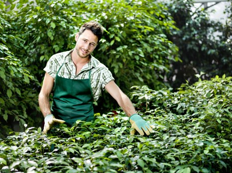 A man wearing a green apron and gardening gloves is working in a lush garden with dense green foliage and various shrubs. The garden features well-maintained flower beds with leafy plants, surrounded by a mixture of mature trees and hedges, creating a vibrant and natural outdoor space typical of a residential garden in Pimlico. The scene is illuminated by natural daylight, suggesting a bright, clear day, and the man appears to be engaged in plant care or pruning activities. The overall setting highlights a professionally maintained garden, aligning with landscaping and garden maintenance services offered by Garden Maintenance Pimlico, situated in central London. The environment emphasizes tidy, healthy greenery, with a clear foreground of leafy bushes and a background of taller trees and lush plant growth, providing a visually appealing landscape structure suitable for enhancing outdoor garden aesthetics and functionality.