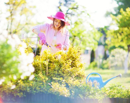 A woman wearing a pink wide-brimmed hat and gardening gloves is tending to a lush, vibrant garden bed filled with yellow flowering plants and green foliage. She is using garden shears to trim the plants, with a watering can visible nearby on the right side of the image. The garden is situated outdoors, with tall trees and a clear sky in the background, suggesting a bright, sunny day. The scene captures a well-maintained outdoor space with a combination of flowering borders and verdant greenery, typical of residential gardens in Pimlico or similar areas, highlighting gardening activities that Garden Maintenance Pimlico may provide to keep outdoor spaces healthy and attractive.